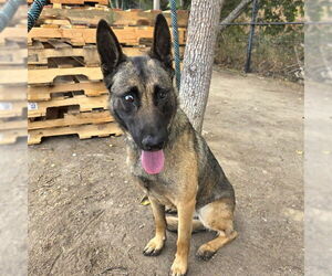 Medium German Shepherd Dog Mix