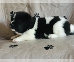 Small Photo #5 Akita Puppy For Sale in INGLIS, FL, USA