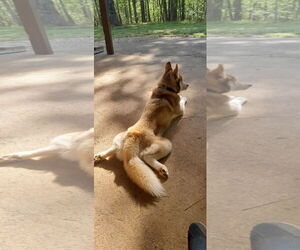 Sev - Male Siberian Husky Dog for Adoption - Photo #4