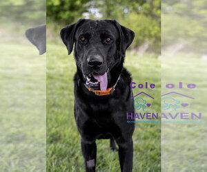 Mutt Dogs for adoption in Omaha, NE, USA