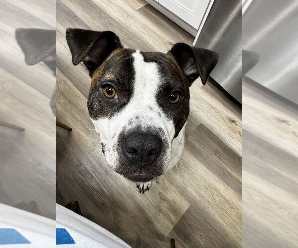 Medium Photo #5 Staffordshire Bull Terrier-Unknown Mix Puppy For Sale in Brewster, NY, USA