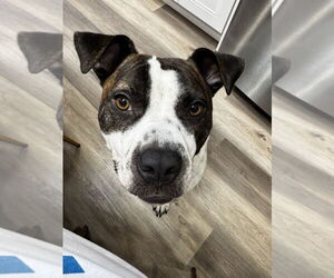 Lark - Male Staffordshire Bull Terrier-Unknown Mix Dog for Adoption - Photo #5