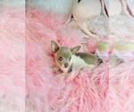 Small #3 Chihuahua