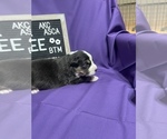 Small Photo #5 Australian Shepherd Puppy For Sale in TECUMSEH, OK, USA