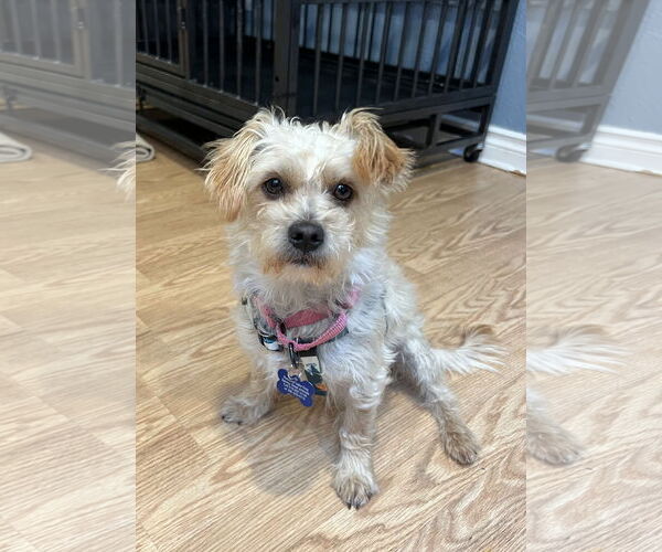 Medium Photo #3 Maltese-Unknown Mix Puppy For Sale in Bellevue, WA, USA