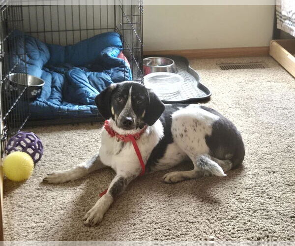 Medium Photo #3 Great Pyrenees-Unknown Mix Puppy For Sale in Hinckley, IL, USA