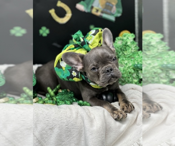 Medium Photo #6 French Bulldog Puppy For Sale in BELLVILLE, TX, USA