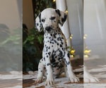 Small #1 Dalmatian