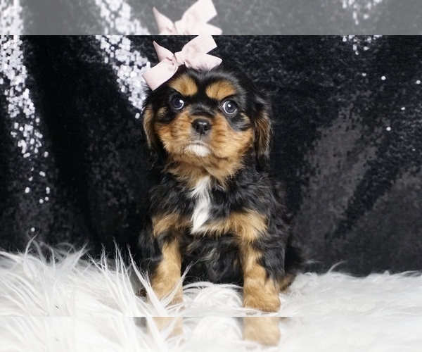 Medium Photo #127 Cavalier King Charles Spaniel Puppy For Sale in WARSAW, IN, USA