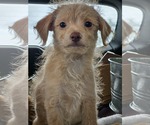 Small Chiweenie