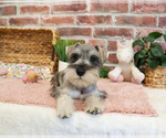 Small #2 Schnauzer (Miniature)