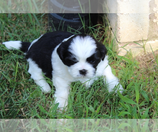 Medium Photo #3 Shih Tzu Puppy For Sale in SAPULPA, OK, USA