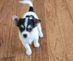 Puppy Puppy 1 Chorkie