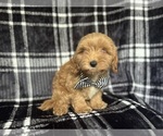 Small #2 Cavapoo