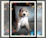 Small Photo #24 Sheepadoodle Puppy For Sale in RIALTO, CA, USA