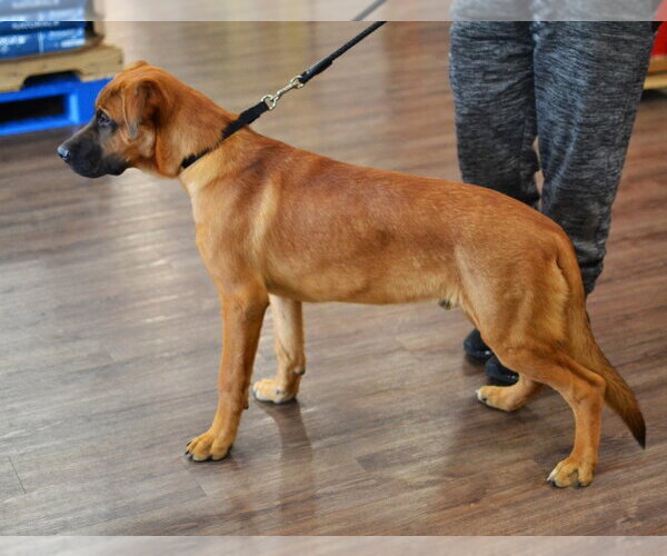 Medium Photo #4 Labrador Retriever-Unknown Mix Puppy For Sale in Germanton, TN, USA