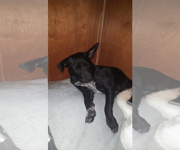 Medium Photo #2 American Pit Bull Terrier-American Staffordshire Terrier Mix Puppy For Sale in Orange Grove, TX, USA