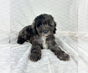 Cockapoo Puppy for sale in FRANKLIN, IN, USA