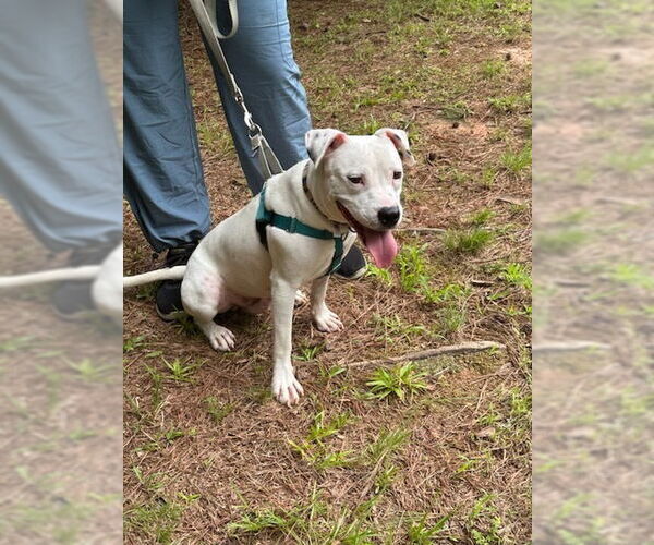 Medium Photo #2 American Staffordshire Terrier-Unknown Mix Puppy For Sale in Raleigh, NC, USA