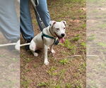 Small #1 American Staffordshire Terrier Mix