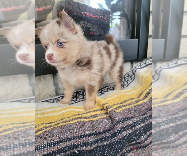Medium Photo #4 Pomsky Puppy For Sale in KANSAS CITY, KS, USA