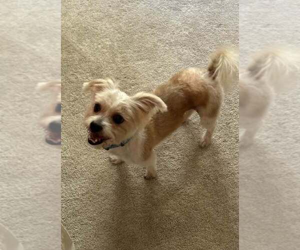 Medium Photo #2 Shih Tzu-Unknown Mix Puppy For Sale in Lee's Summit, MO, USA
