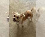 Small #1 Shih Tzu Mix