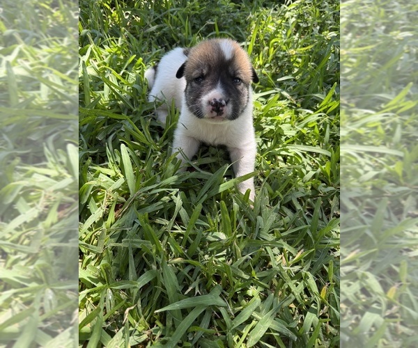 Medium Photo #16 Ausky-Great Pyrenees Mix Puppy For Sale in EDNA, TX, USA