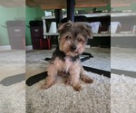 Small #1 Mutt