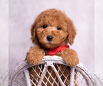 Small Photo #94 Goldendoodle (Miniature) Puppy For Sale in WARSAW, IN, USA