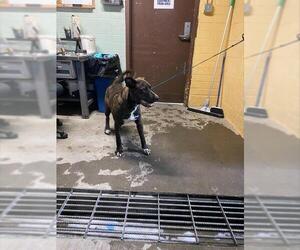 Mutt Dog for Adoption in Stockton, California USA