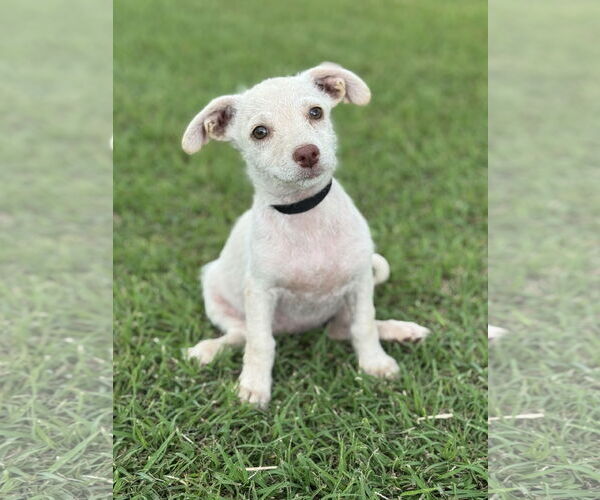 Medium Photo #1 Dachshund-Unknown Mix Puppy For Sale in PIPE CREEK, TX, USA