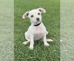 Small Dachshund Mix