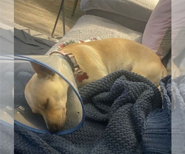 Medium Photo #2 Chihuahua-Unknown Mix Puppy For Sale in Lakewood, CO, USA