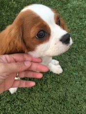 Cavalier King Charles Spaniel Puppy for sale in OCEANSIDE, CA, USA