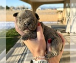 Small French Bulldog