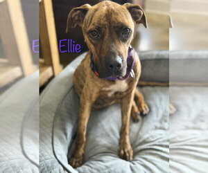 Boxer-Unknown Mix Dogs for adoption in Oakhurst, NJ, USA