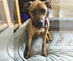 Small Boxer Mix