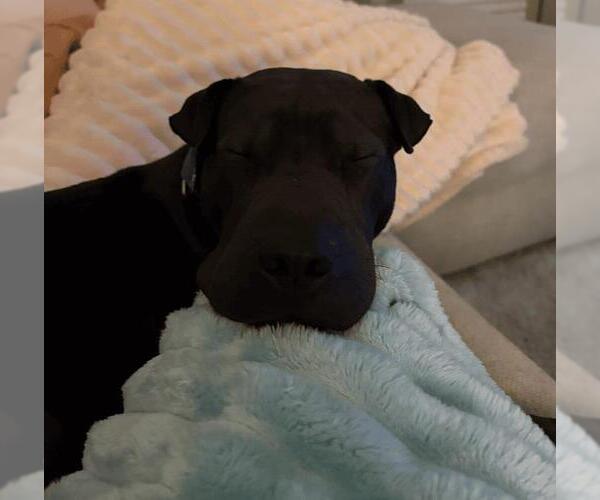 Medium Photo #2 Mutt Puppy For Sale in Rockwall, TX, USA