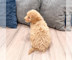 Small #3 Miniature Labradoodle