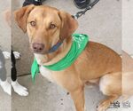 Small #5 Labrador Retriever Mix