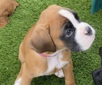 Small #12 Boxer