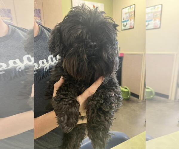 Medium Photo #1 Shih Tzu-Unknown Mix Puppy For Sale in Rockwall, TX, USA