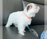 Small #17 Yorkshire Terrier