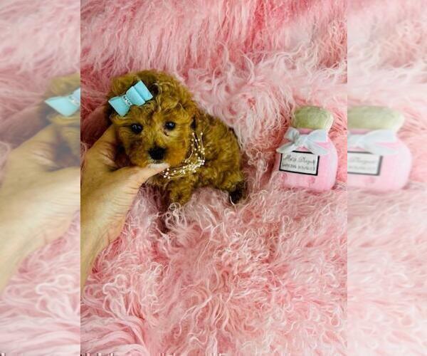 Medium Photo #6 Poodle (Toy) Puppy For Sale in TAMPA, FL, USA