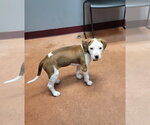 Small #12 Mutt