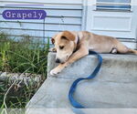 Small #2 Labrador Retriever Mix
