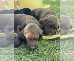 Small #4 Labrador Retriever