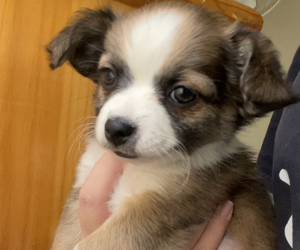 Papillon Puppy for sale in MONTEREY PARK, CA, USA