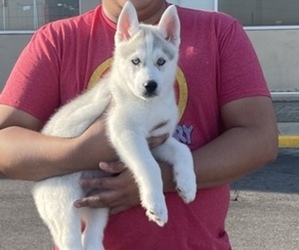 Siberian Husky Puppy for sale in COLUMBUS, IN, USA